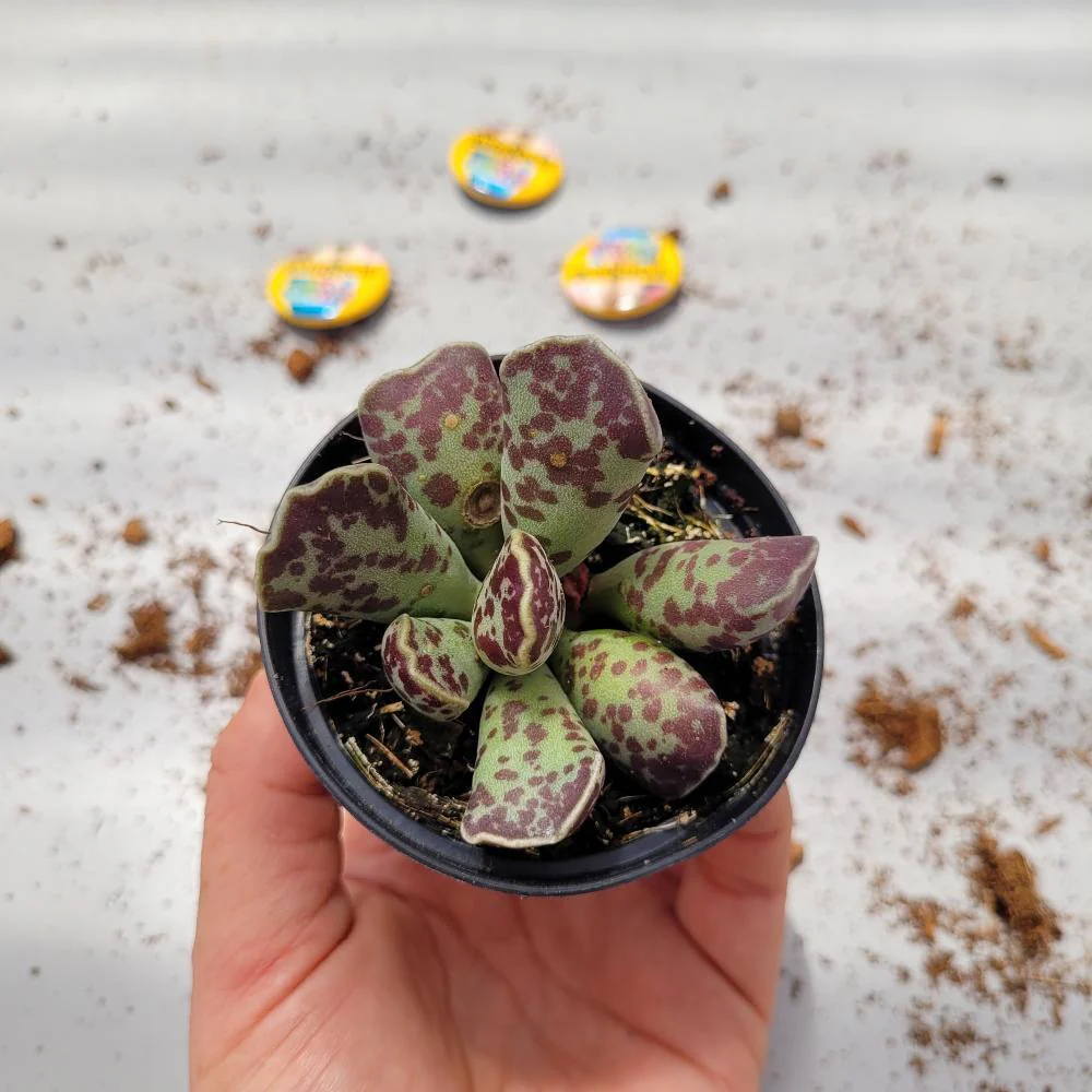 Adromischus Cooperi