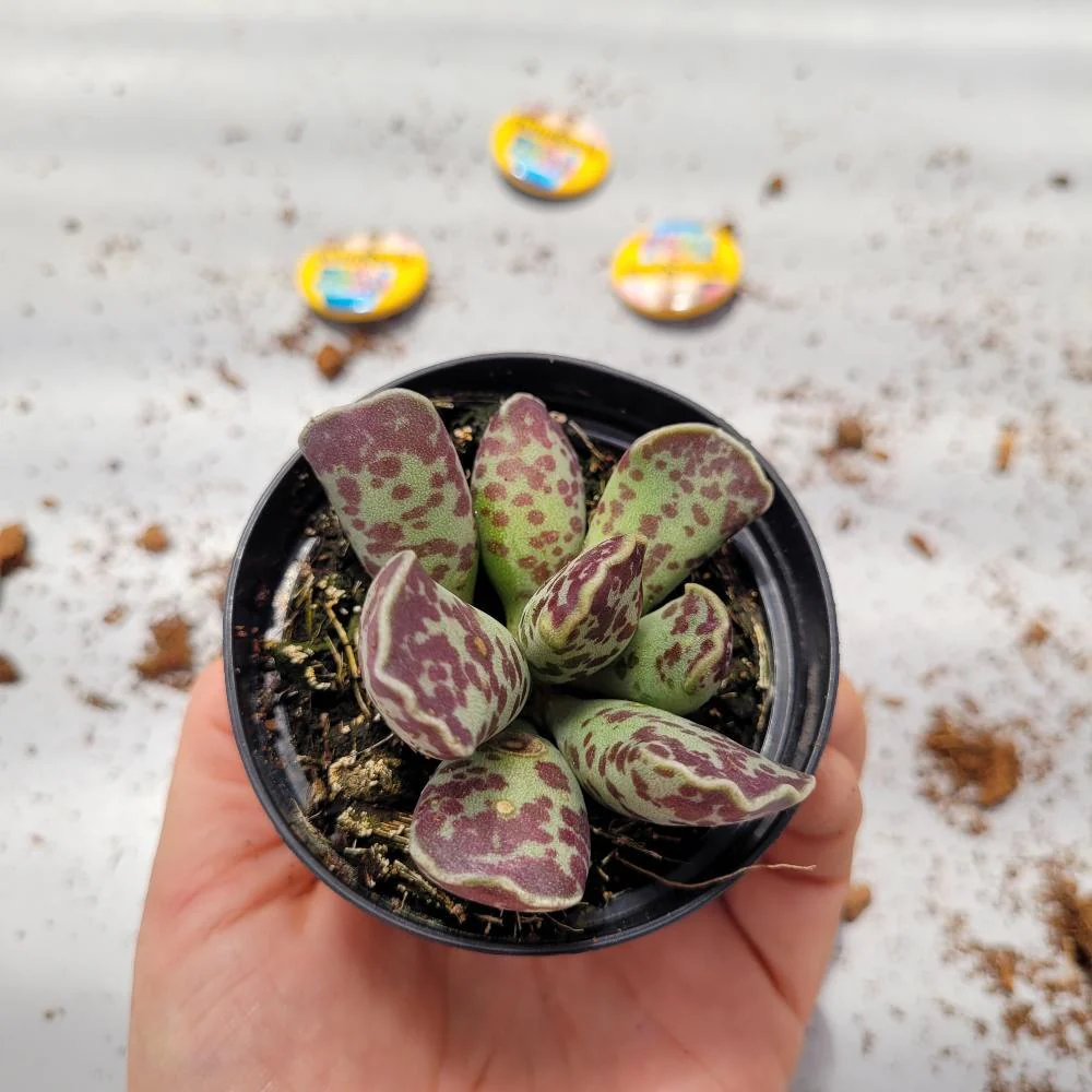 Adromischus Cooperi - Image 2