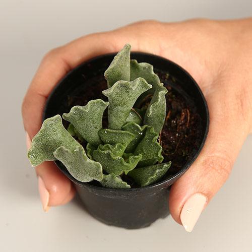 Adromischus Cristatus