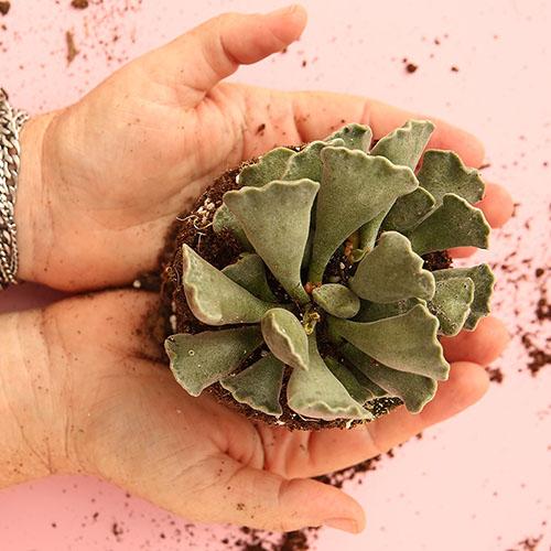 Adromischus Cristatus - Image 2