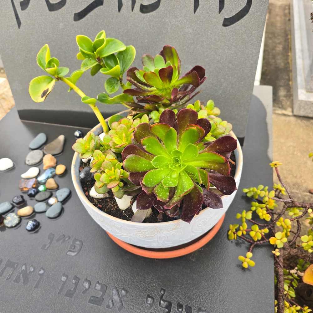 Aeonium arboreum 'Atropurpureum - Image 2