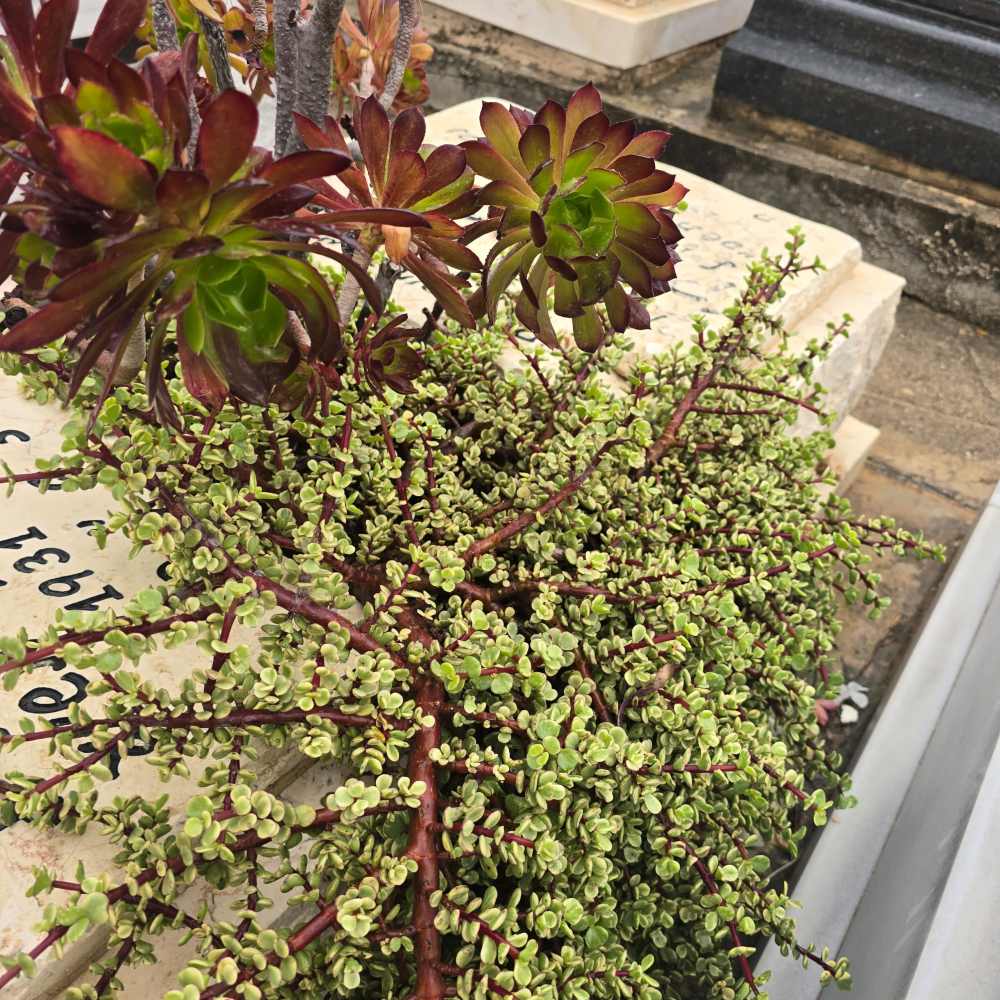 Aeonium arboreum 'Atropurpureum - Image 3