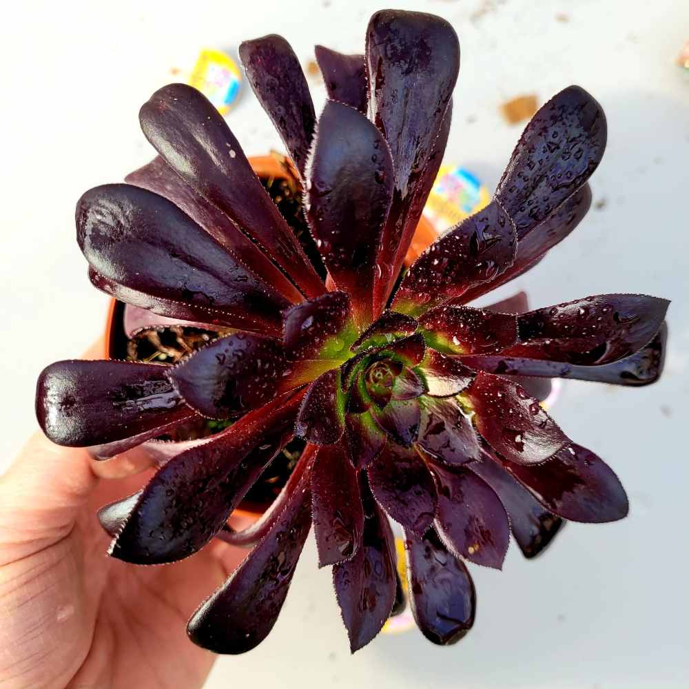 Aeonium Arboreum 'Black Rose' - Image 2