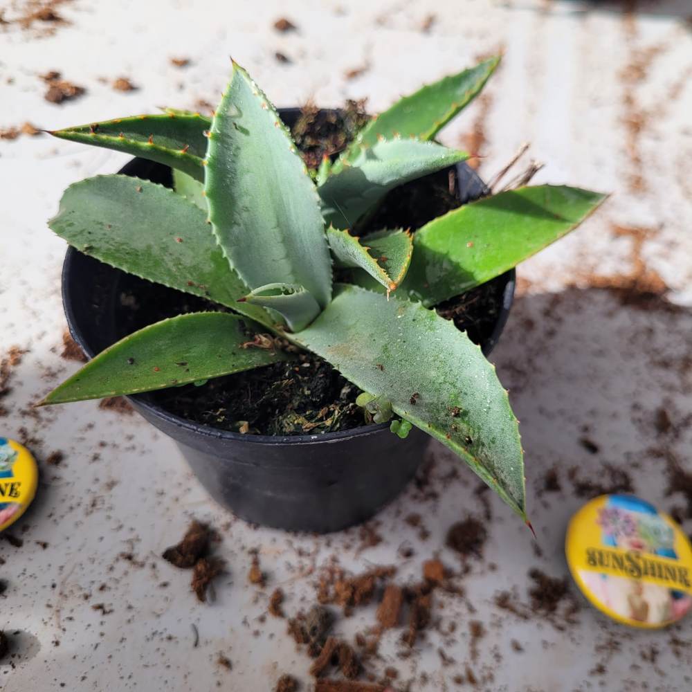 Agave Prryi