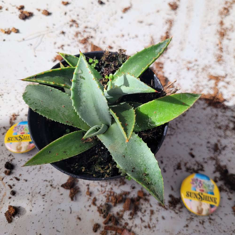 Agave Prryi - Image 2