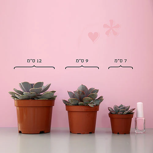 Agave Prryi - Image 3