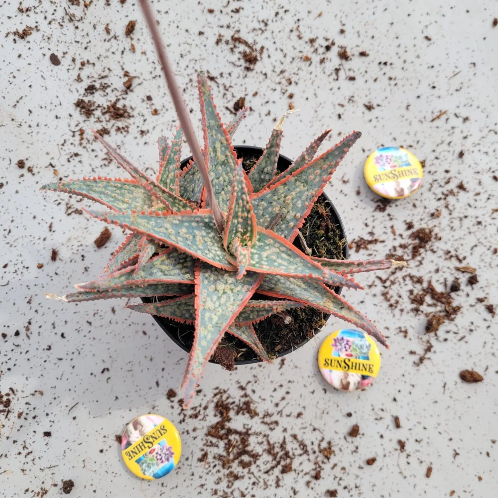 Aloe 'Pink Blush'-נדיר