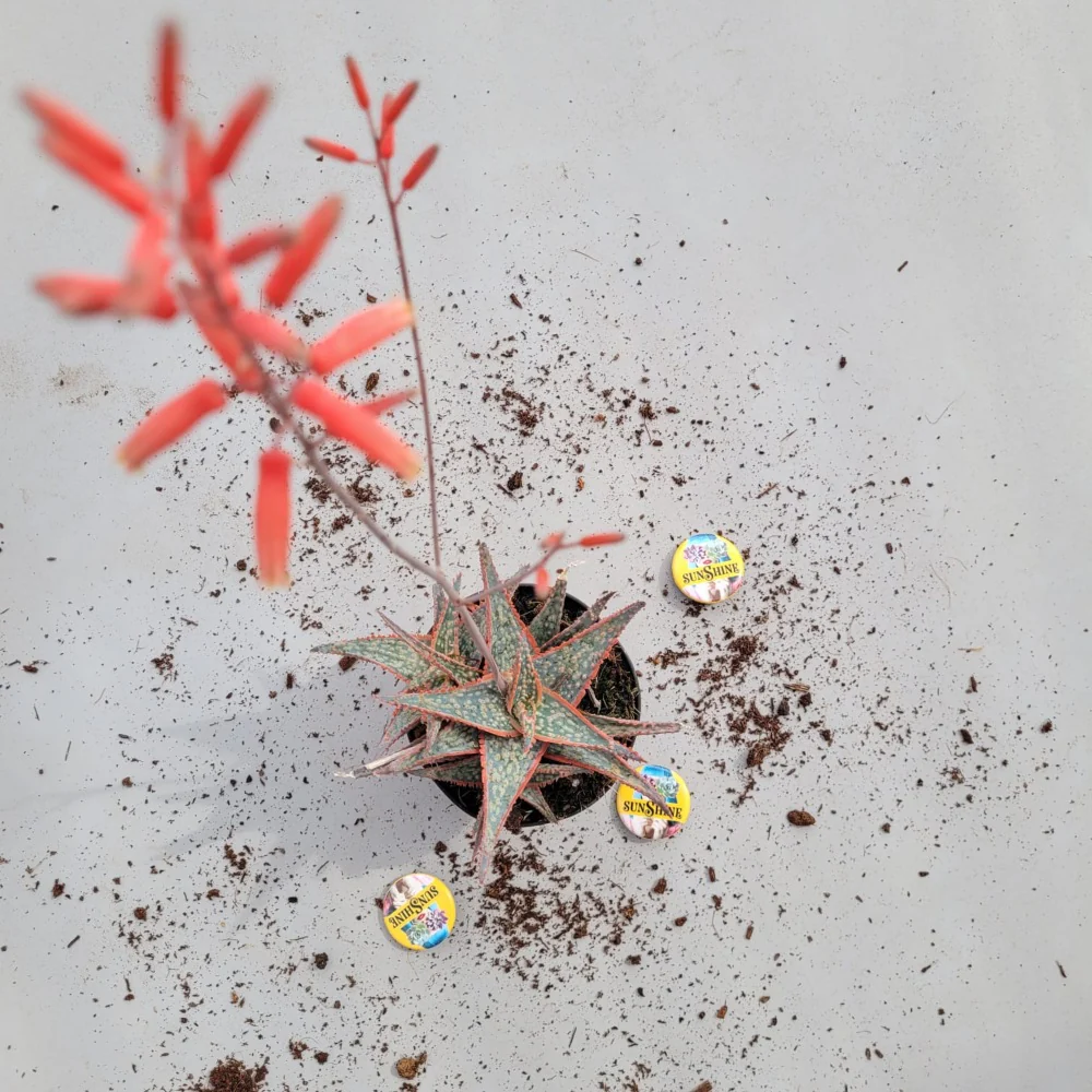 Aloe 'Pink Blush'-נדיר - Image 2