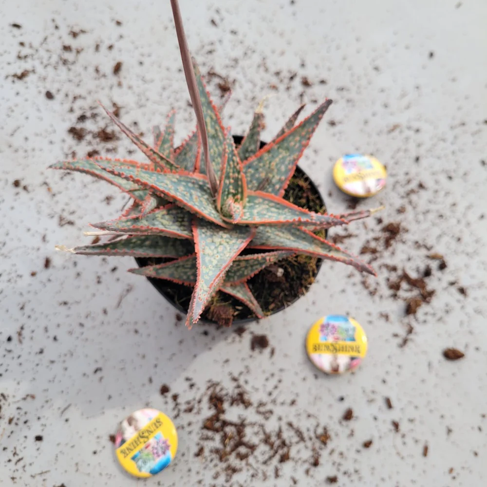 Aloe 'Pink Blush'-נדיר - Image 3