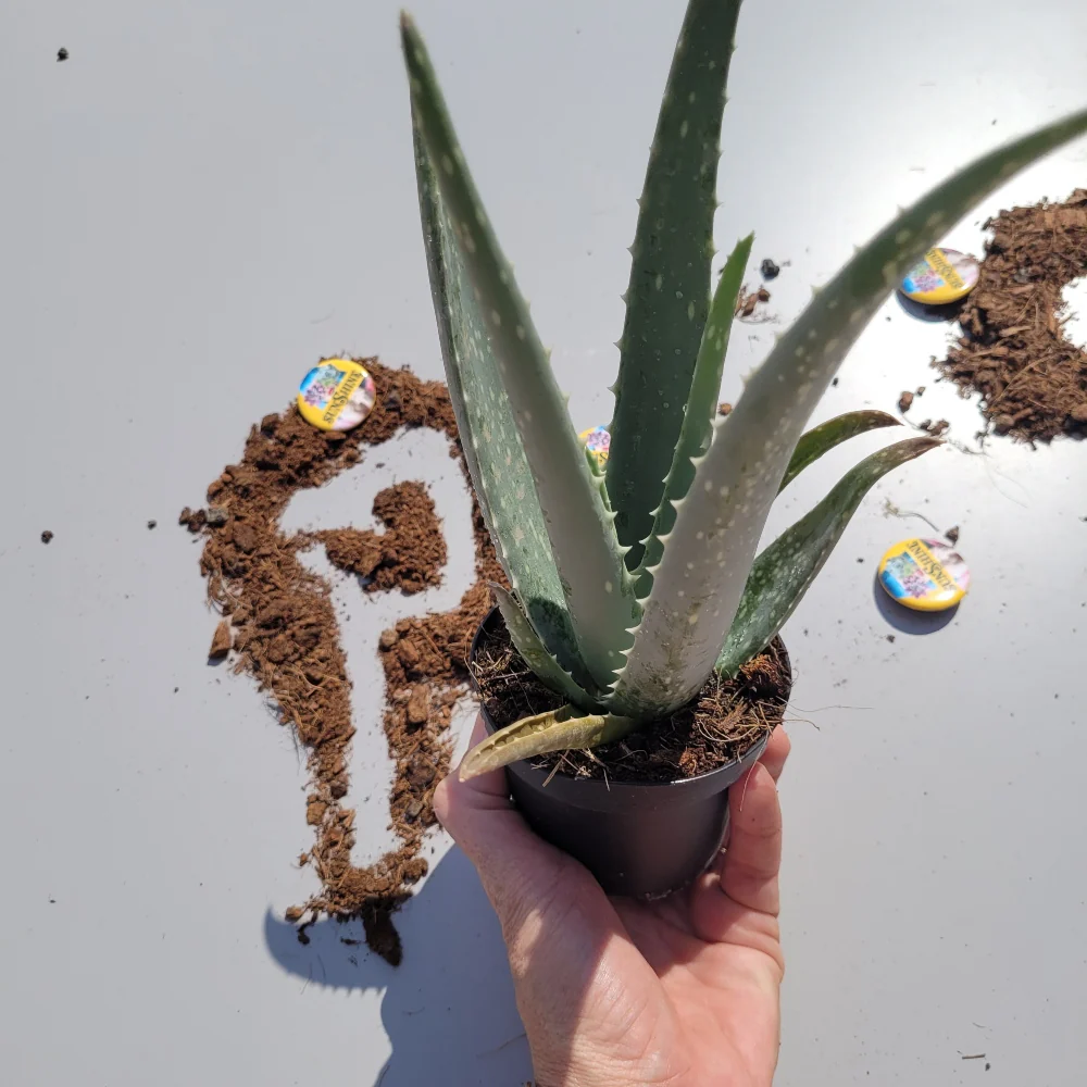 Aloe Vera