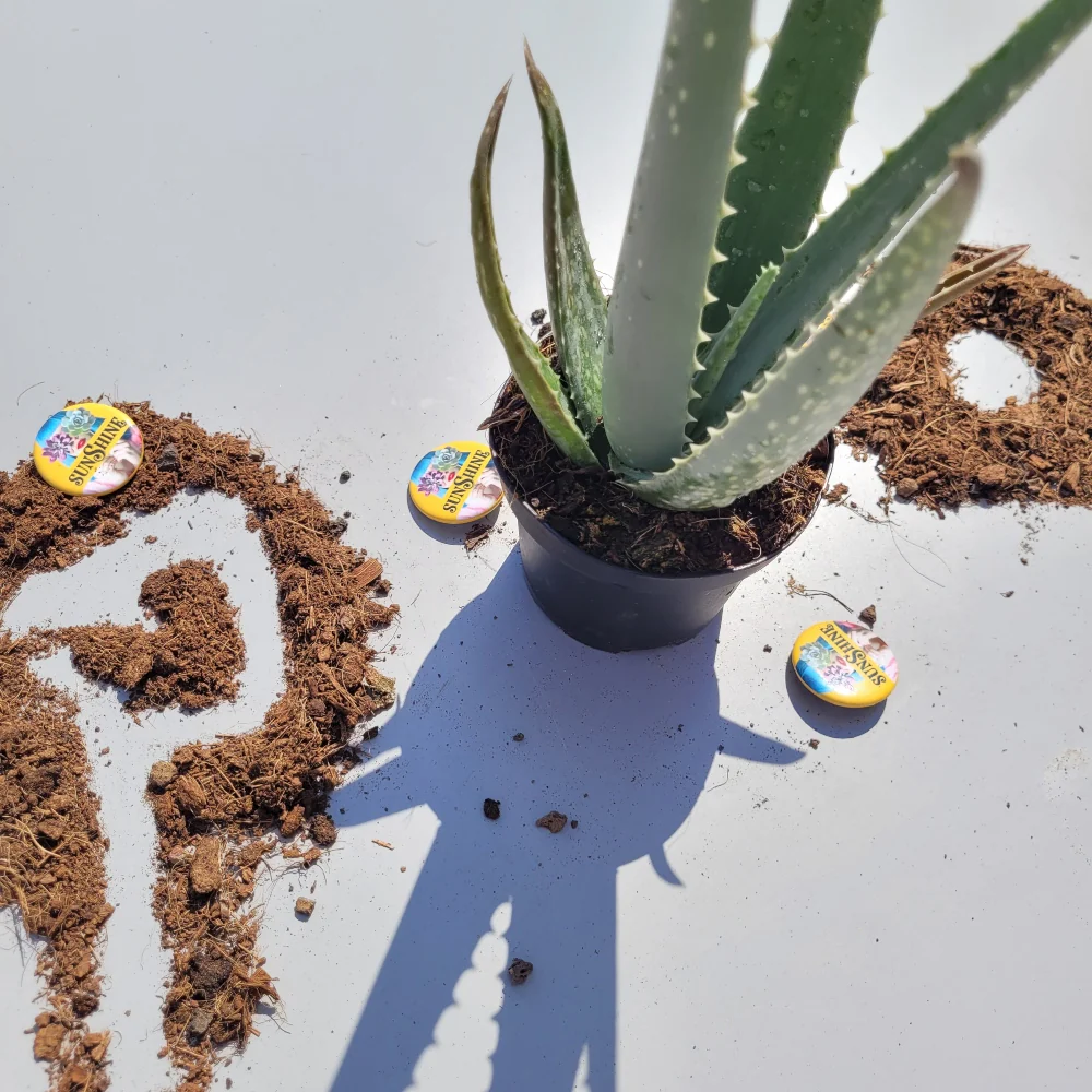 Aloe Vera - Image 2