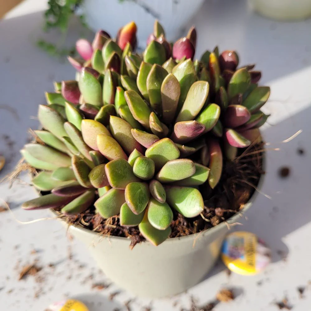 Anacampseros Rufescens - Sand Rose-סוקולנט