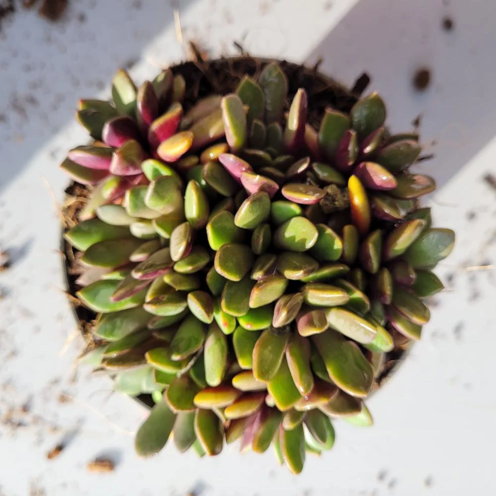 Anacampseros Rufescens - Sand Rose-סוקולנט - Image 2