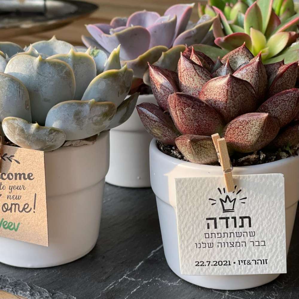 תמונה ממוזערת 2