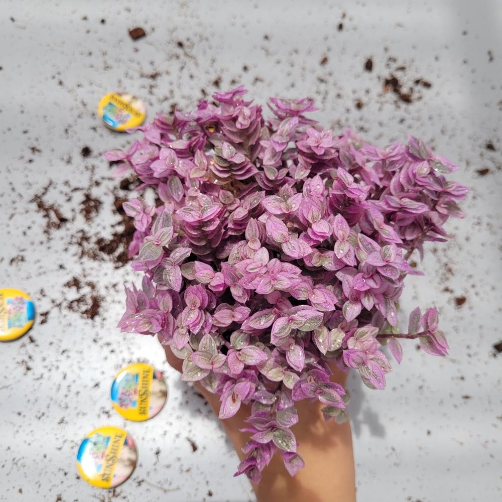 Callisia Repens Pink Lady-