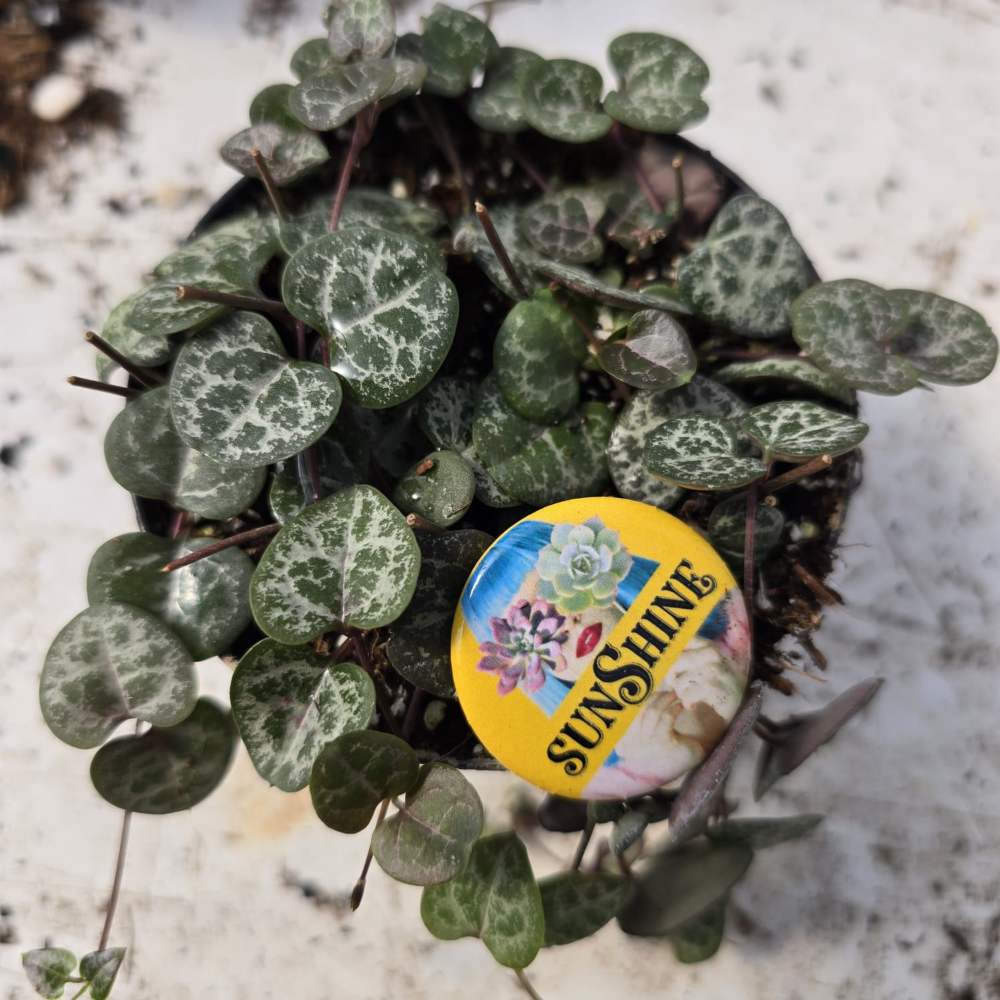 Ceropegia woodii--String of Hearts