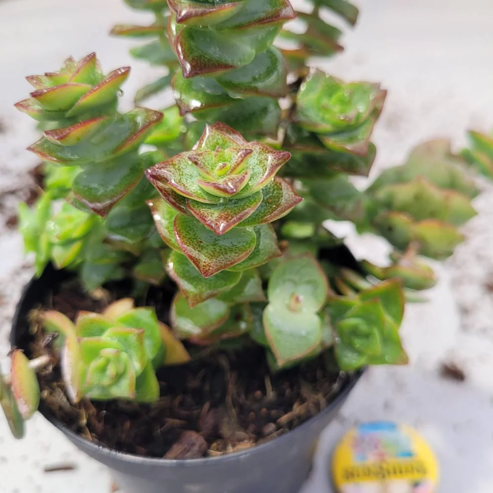 Crassula Perforata Variegat