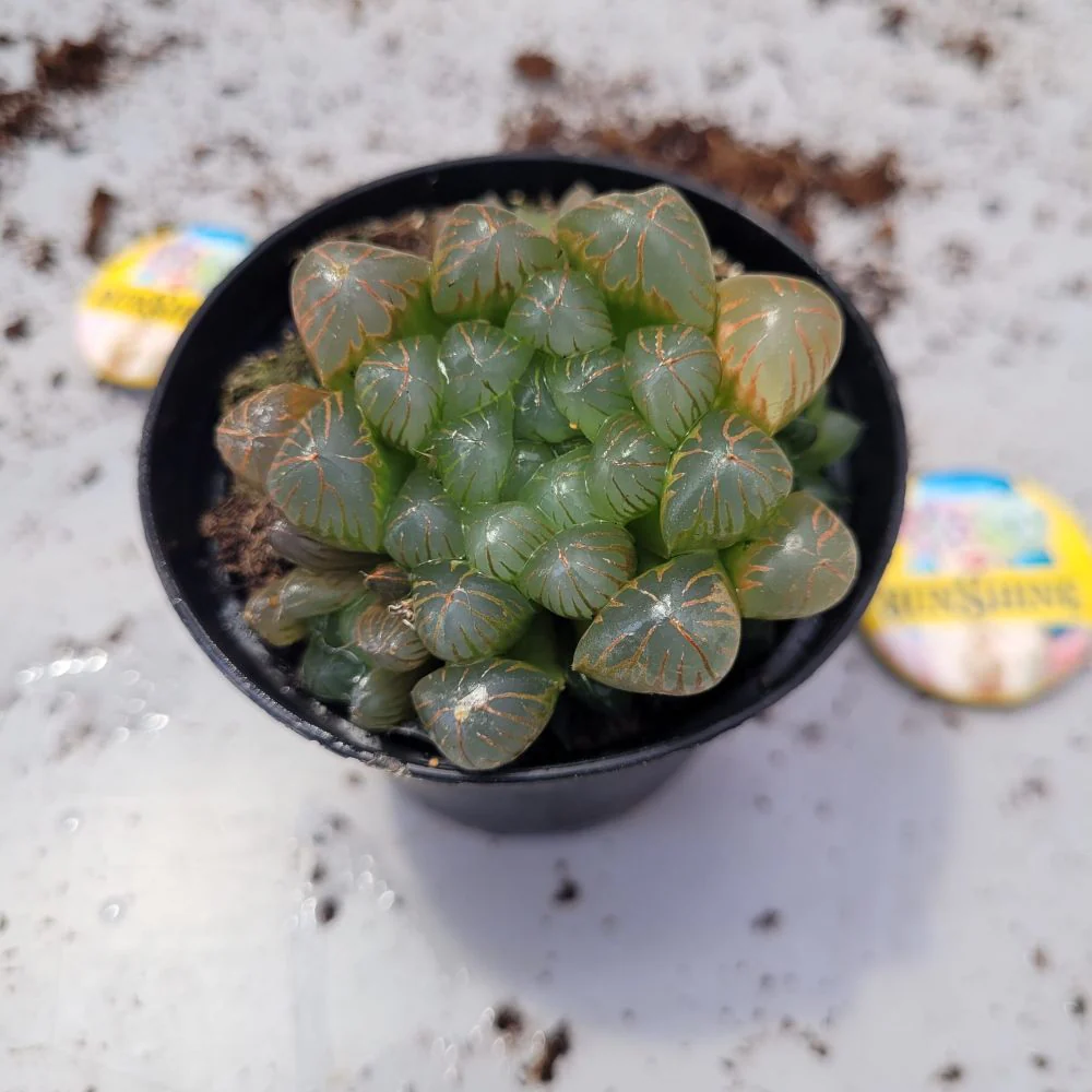 Haworthia Cooperi