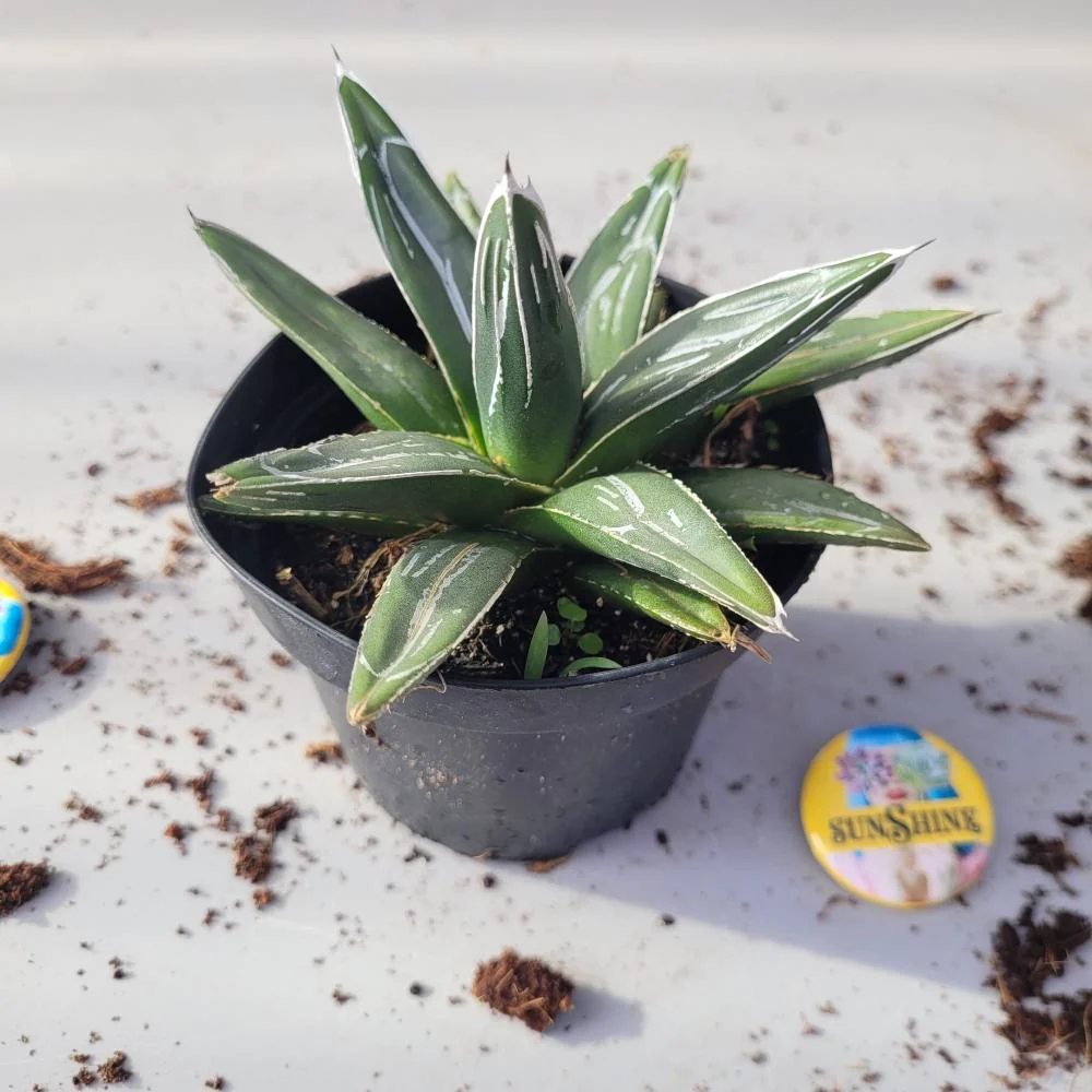 Agave Victoria נדירה