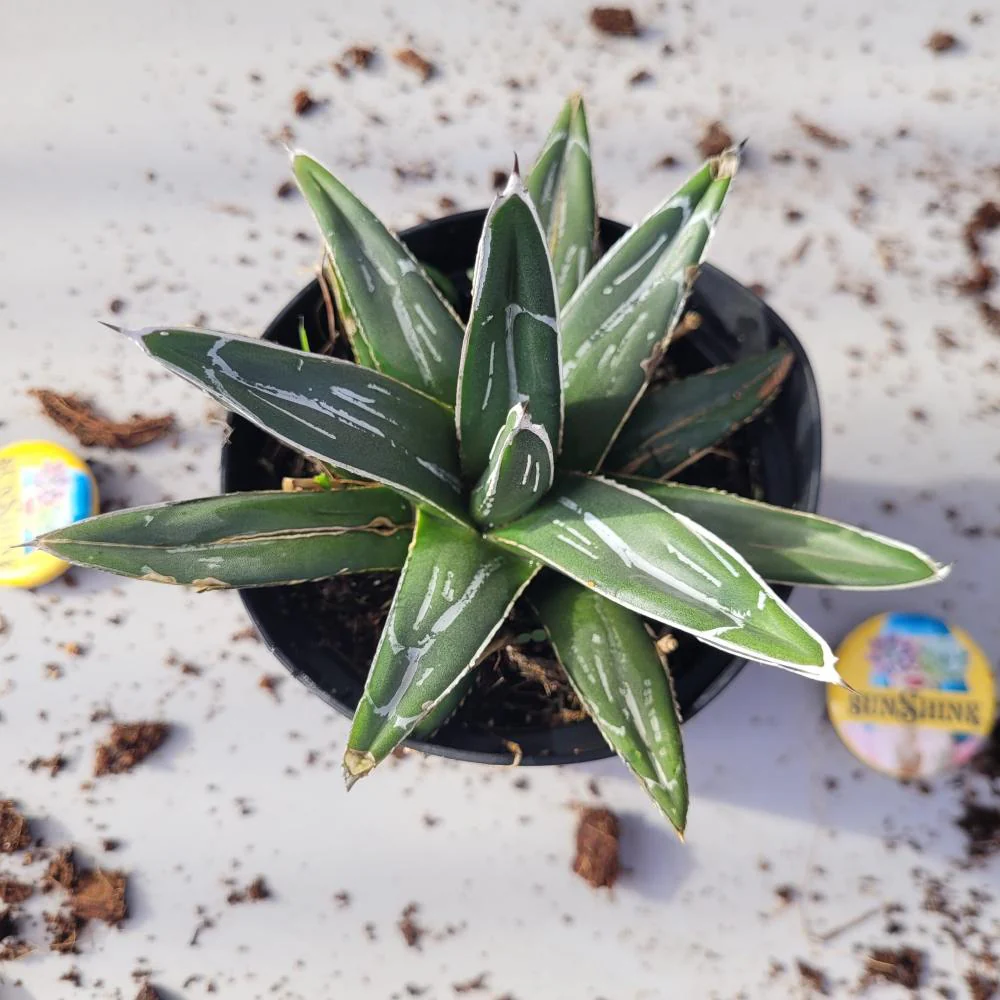 Agave Victoria נדירה - Image 2