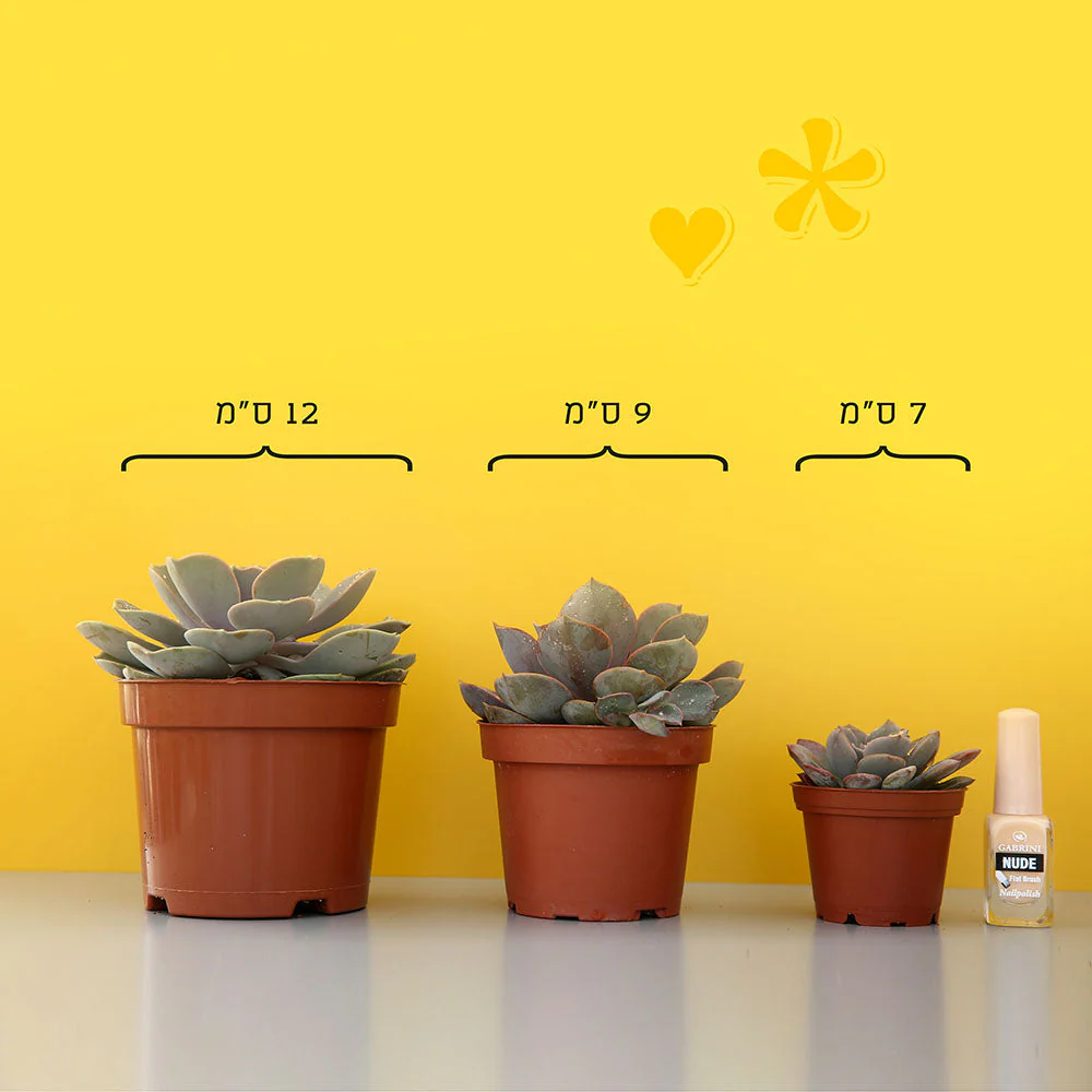 Agave Victoria נדירה - Image 3