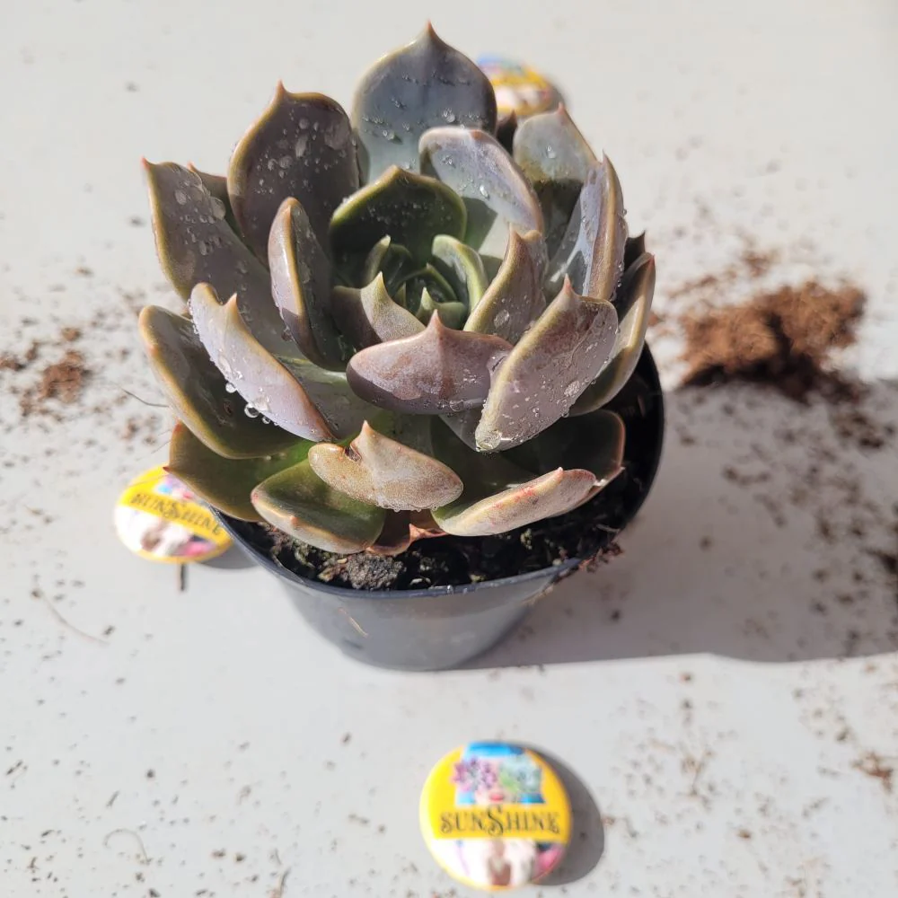 Echeveria 'Marrom סוקולנט