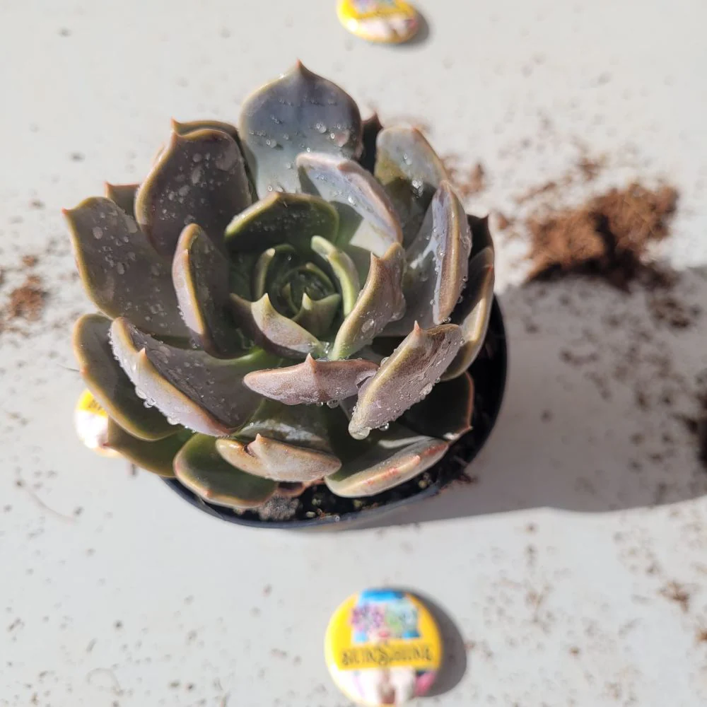 Echeveria 'Marrom סוקולנט - Image 2