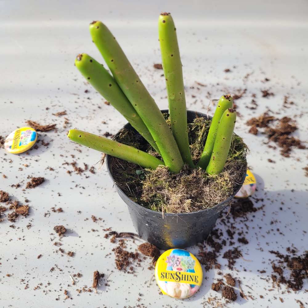Euphorbia Leucodendron Cristata- זן נדיר