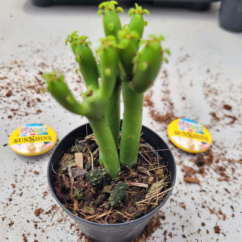 Euphorbia Leucodendron Cristata- זן נדיר - Image 3
