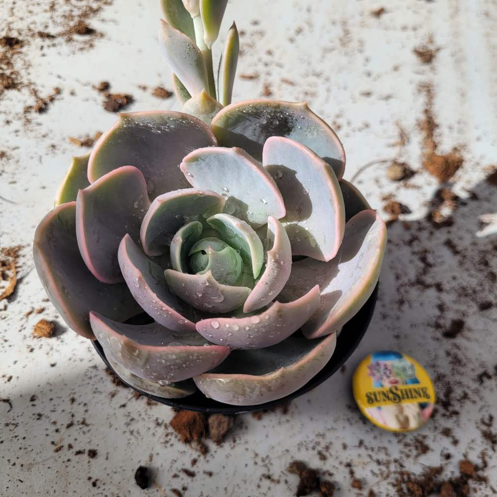 Echeveria Lotus