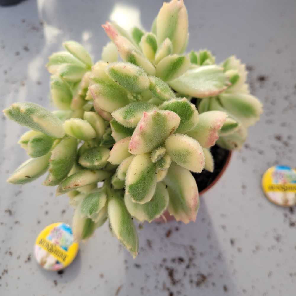 Cotyledon Ladyamithiensis Vatiagta- Bear's Paw - Image 2