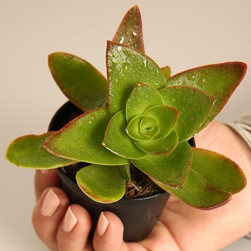 Crassula Campfire - Image 2