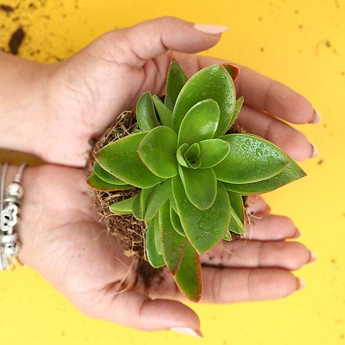 Crassula Campfire - Image 3