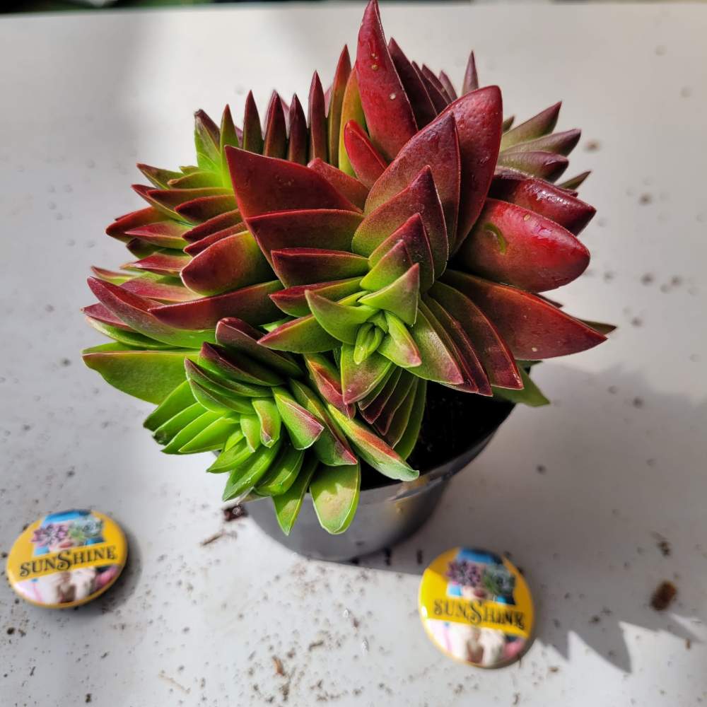 Crassula Corymbulosa