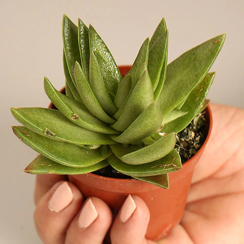 Crassula Corymbulosa - Image 4