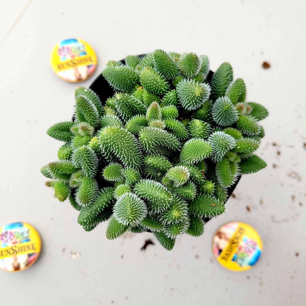 Delosperma Echinatum - Image 4