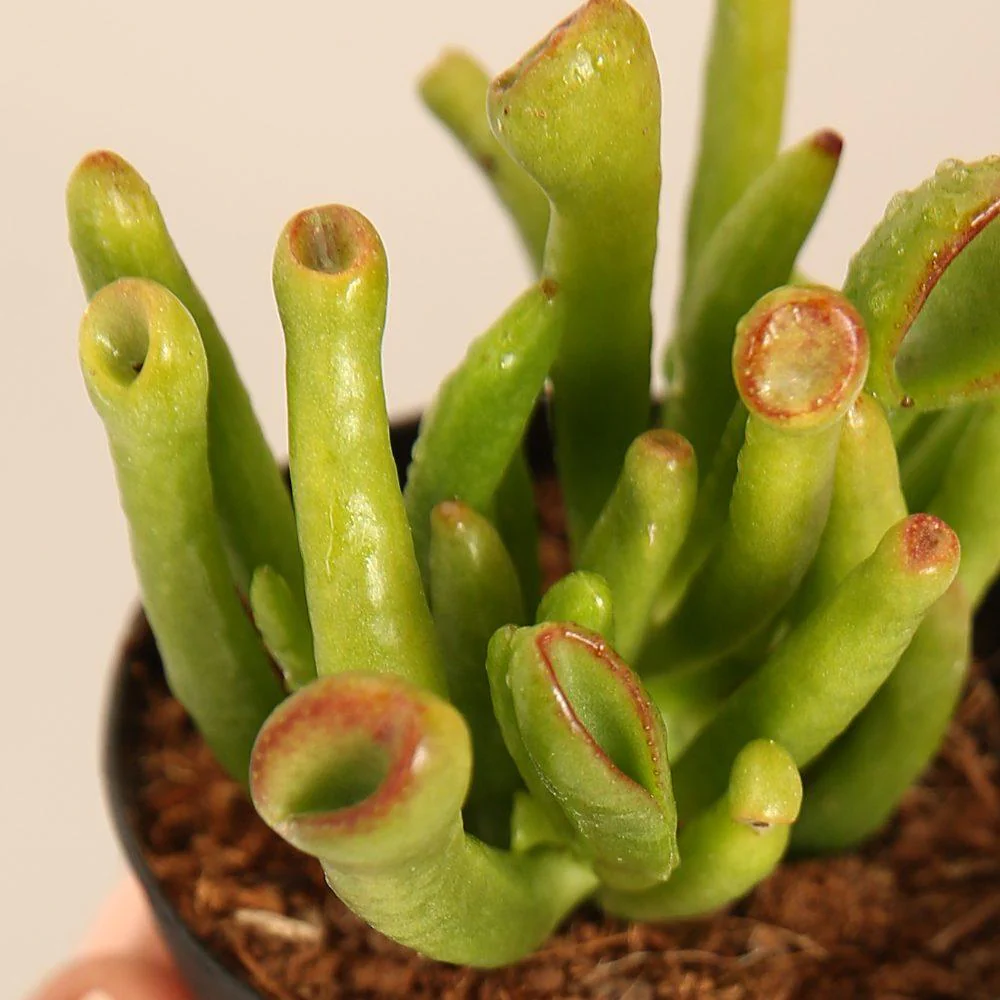 Crassula Ovata ‘ET's Fingers’ - Image 3