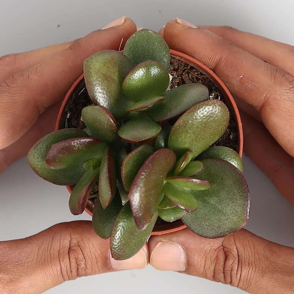 Crassula Ovata Sunset