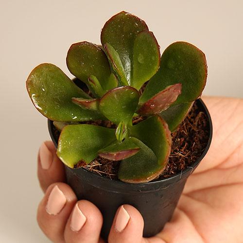 Crassula Ovata Sunset - Image 2
