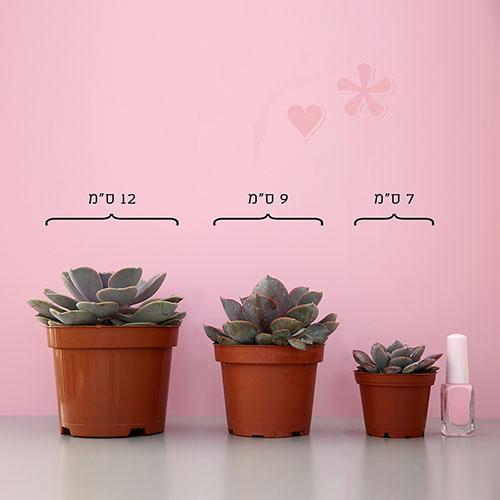 Crassula Ovata Sunset - Image 4