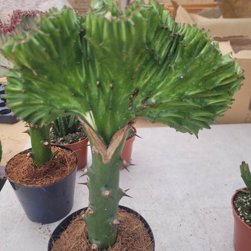 Euphorbia Lactea - Image 2