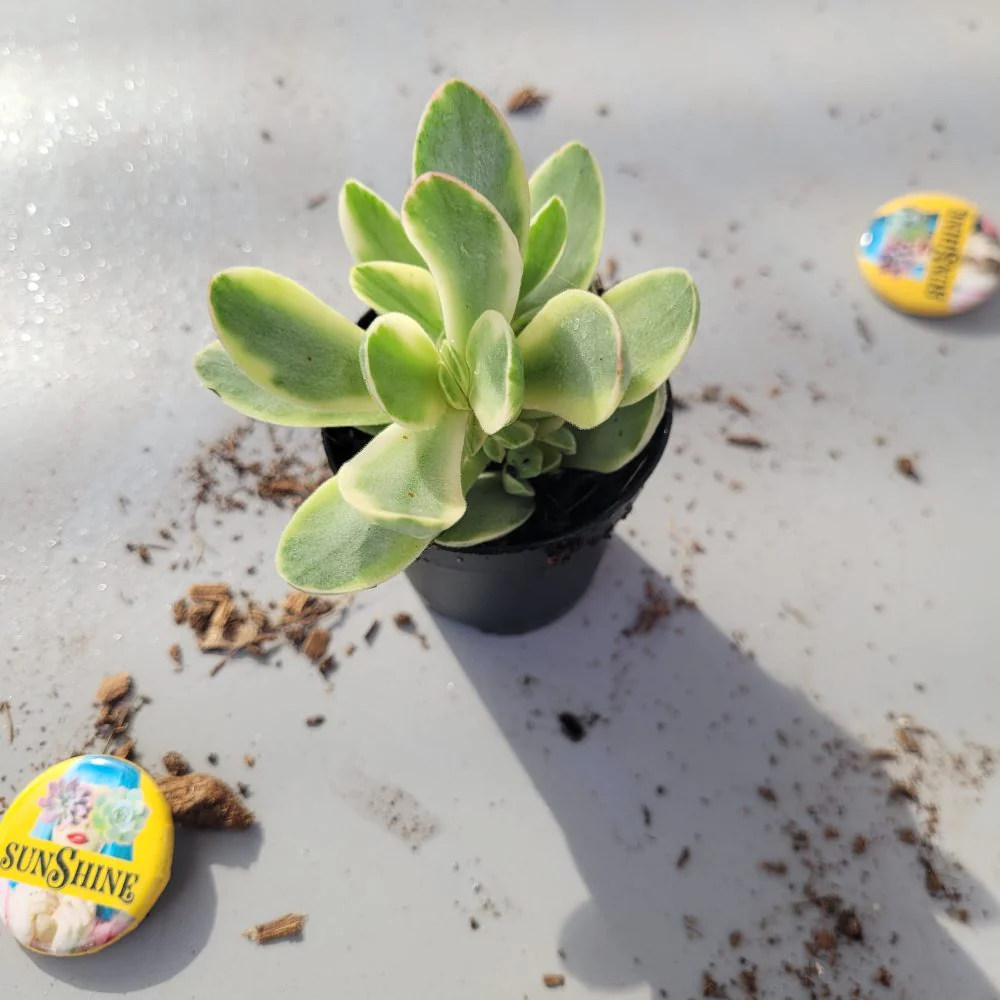 Crassula Swaziensis Variegata - Image 3