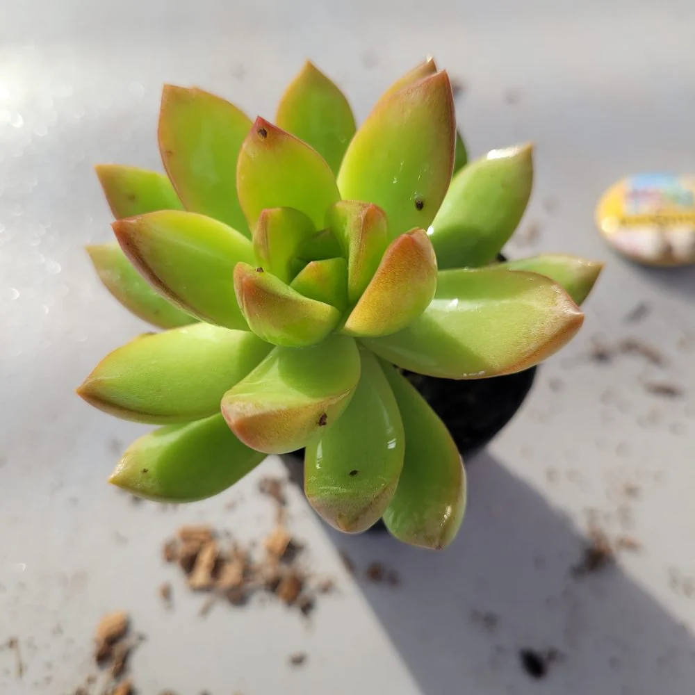 Sedum Adolphii