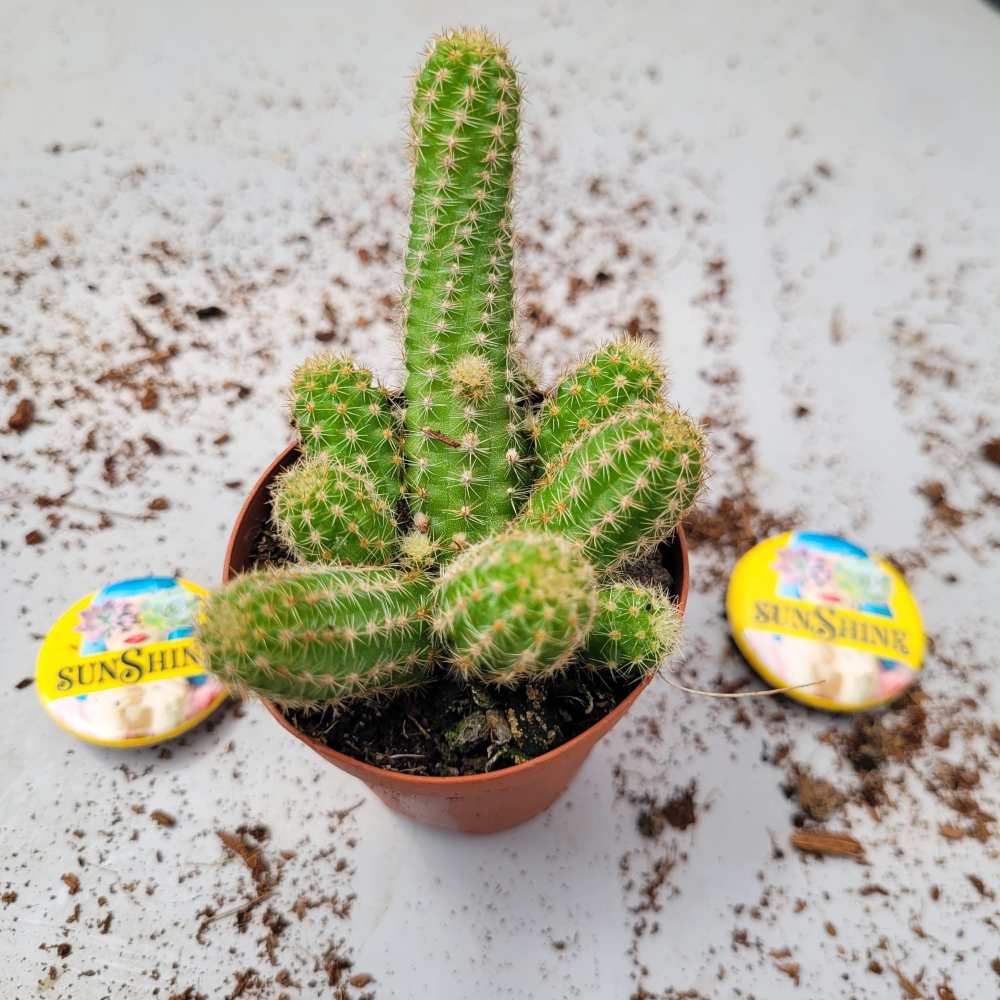 Disocactus Flagelliformis Orange- קקטוס