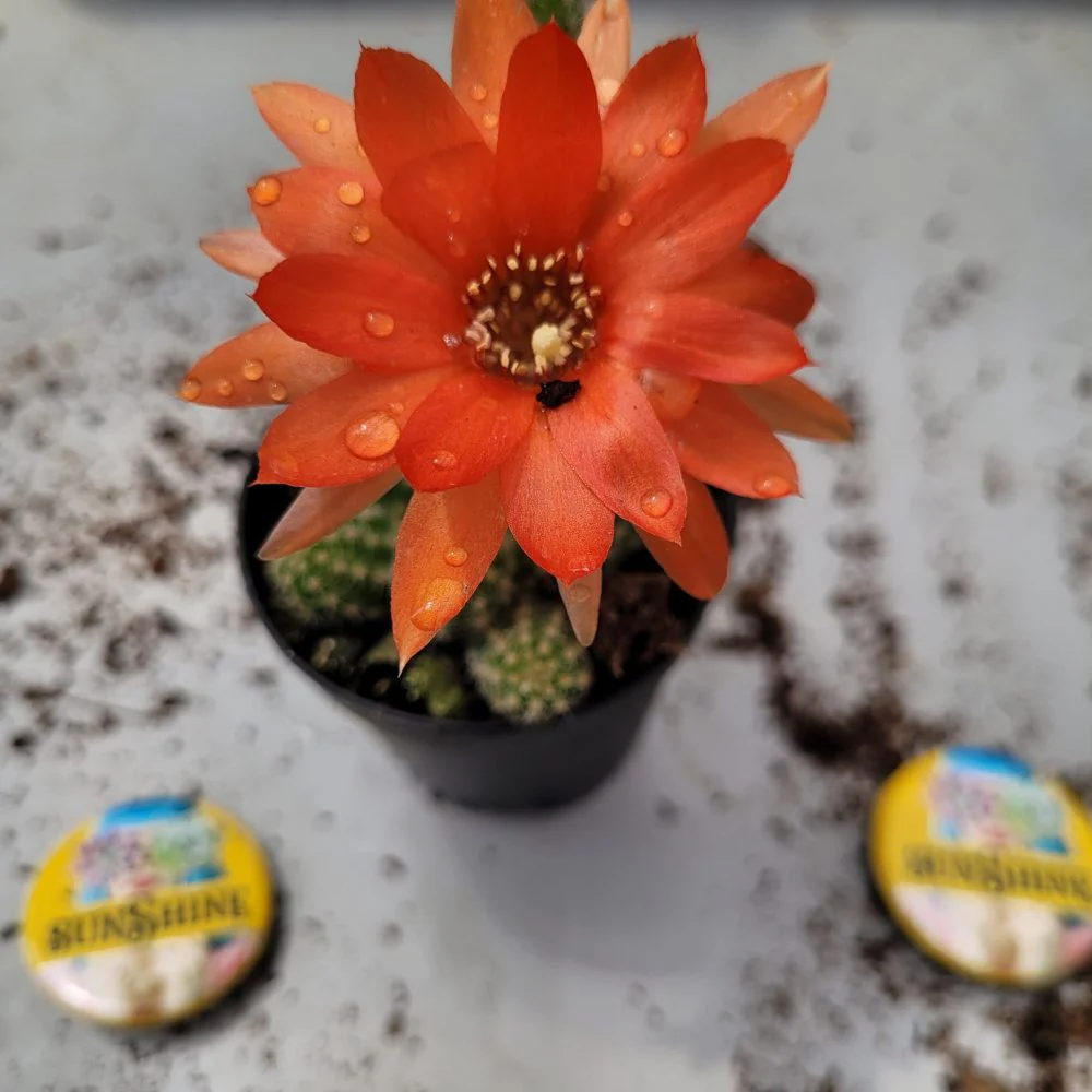 Disocactus Flagelliformis Orange- קקטוס - Image 2