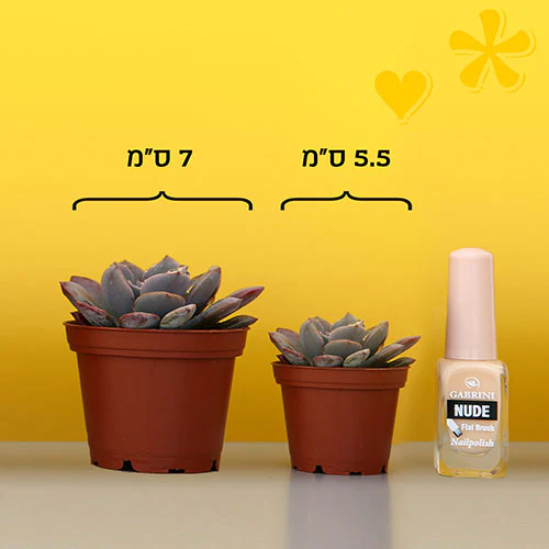 Disocactus Flagelliformis Orange- קקטוס - Image 3