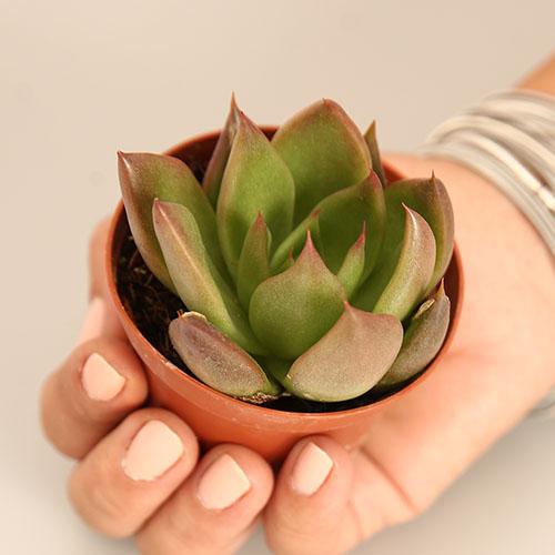Echeveria Agavoides Red Shade