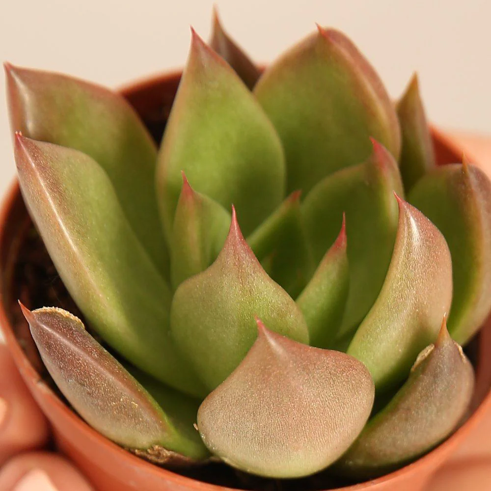 Echeveria Agavoides Red Shade - Image 2