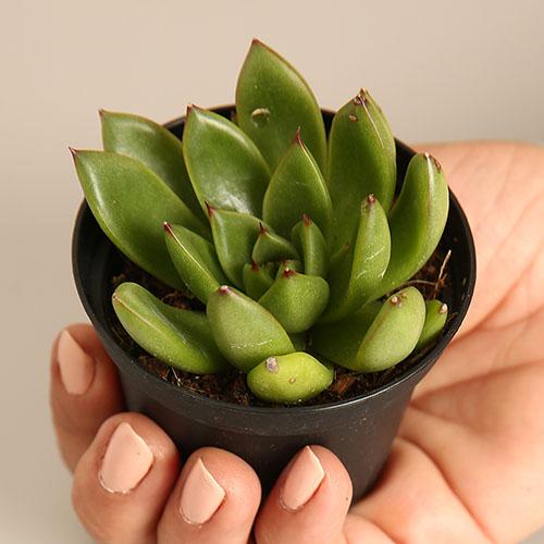 Echeveria Agavoides 'Red Tip' - Image 2