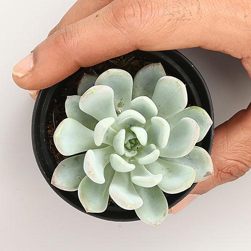 Echeveria Bcheideckeri